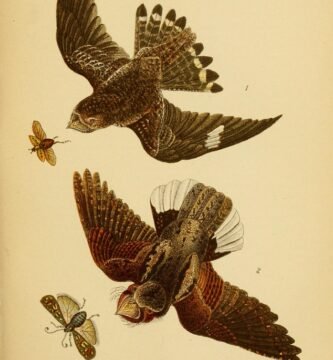 Colorful bird flying in the wild
