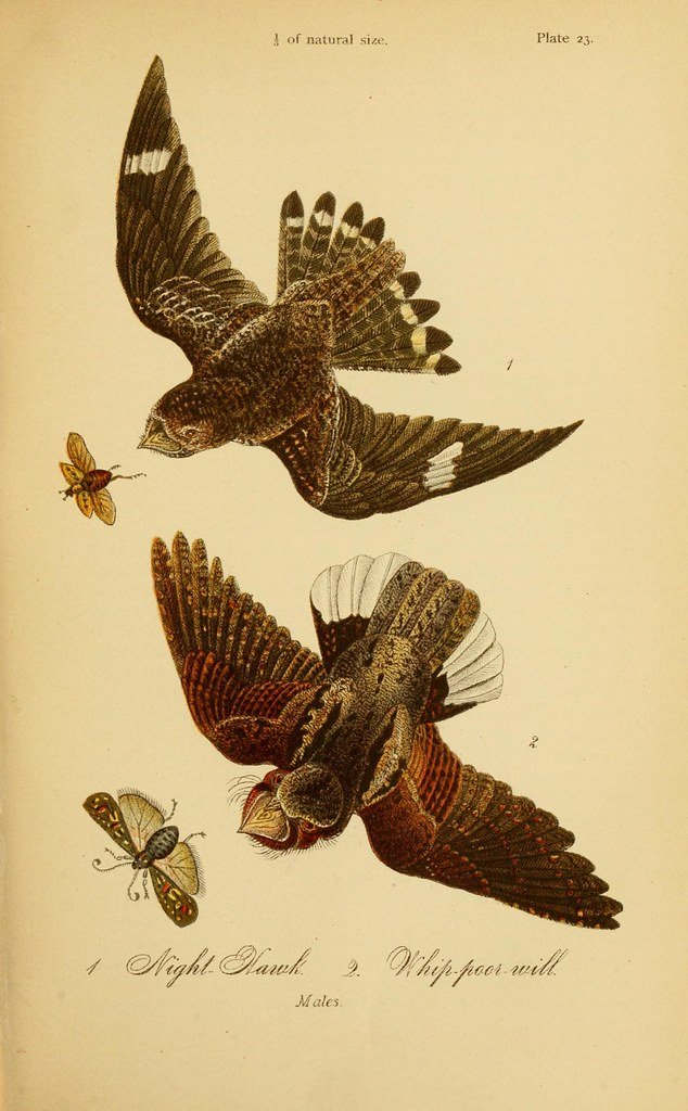 Colorful bird flying in the wild