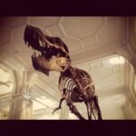 Fossil dinosaur skeleton in a museum