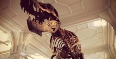 Fossil dinosaur skeleton in a museum