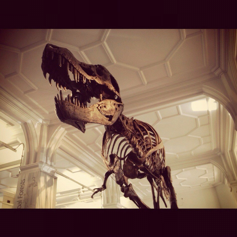Fossil dinosaur skeleton in a museum