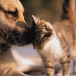 Dog and cat together as pets