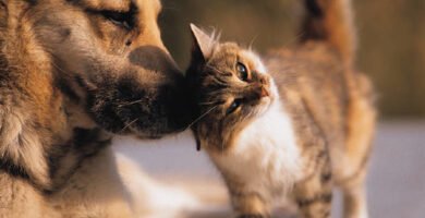 Dog and cat together as pets