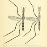 Mosquito near a lamp