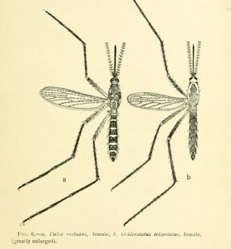 Mosquito near a lamp