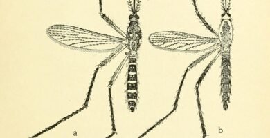 Mosquito near a lamp