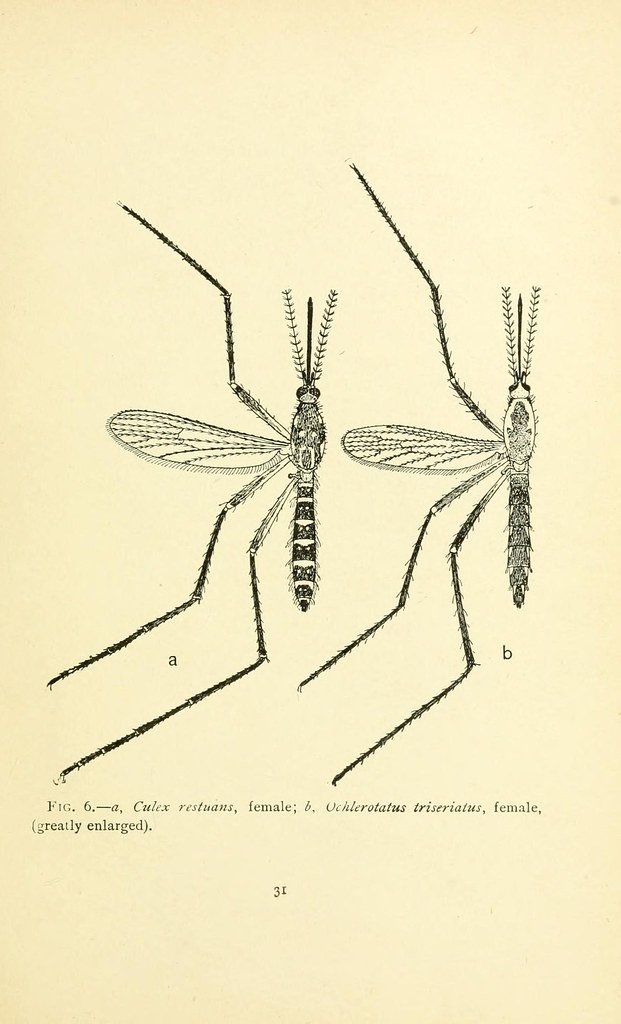 Mosquito near a lamp