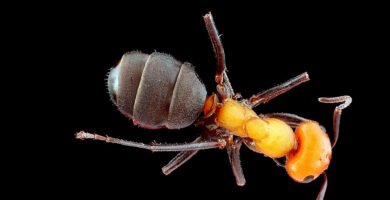 Ants carrying food in an organized line