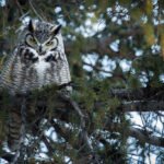 Owl perched on a branch