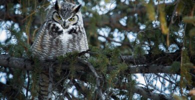 Owl perched on a branch