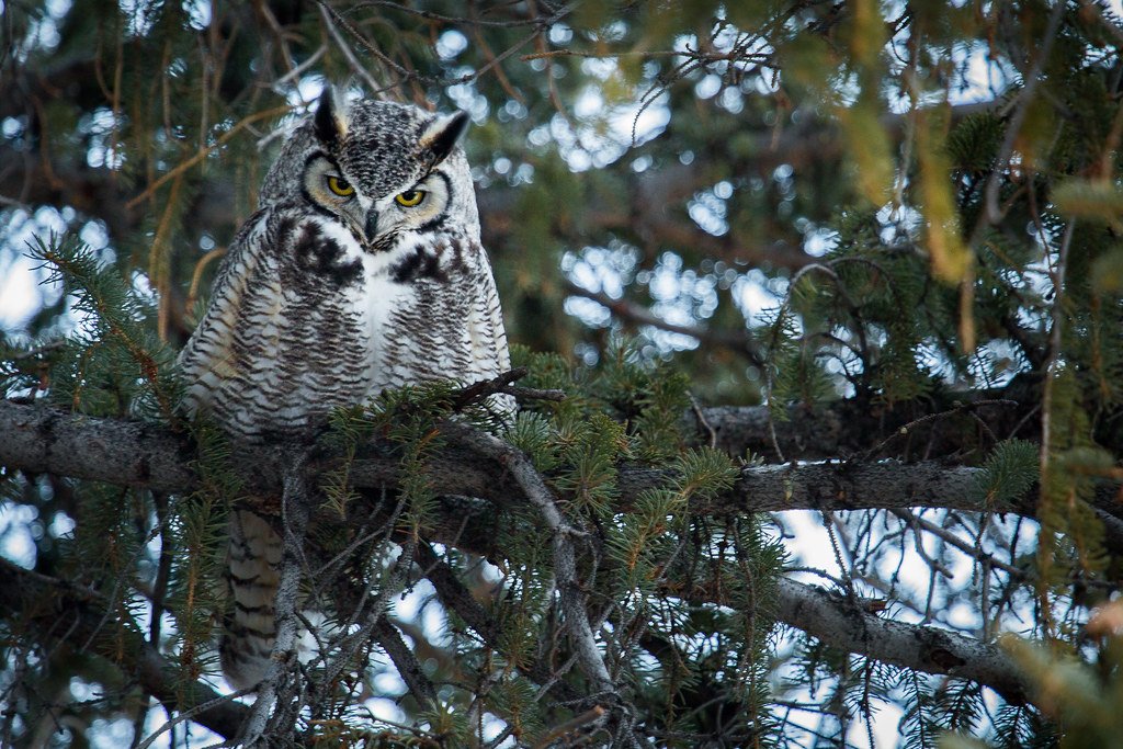 Owl perched on a branch