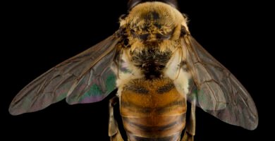 Honeybee resting on a flower collecting nectar
