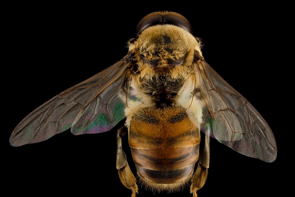 Honeybee resting on a flower collecting nectar