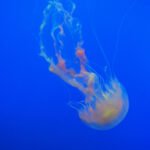 Translucent jellyfish floating in ocean water