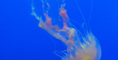 Translucent jellyfish floating in ocean water