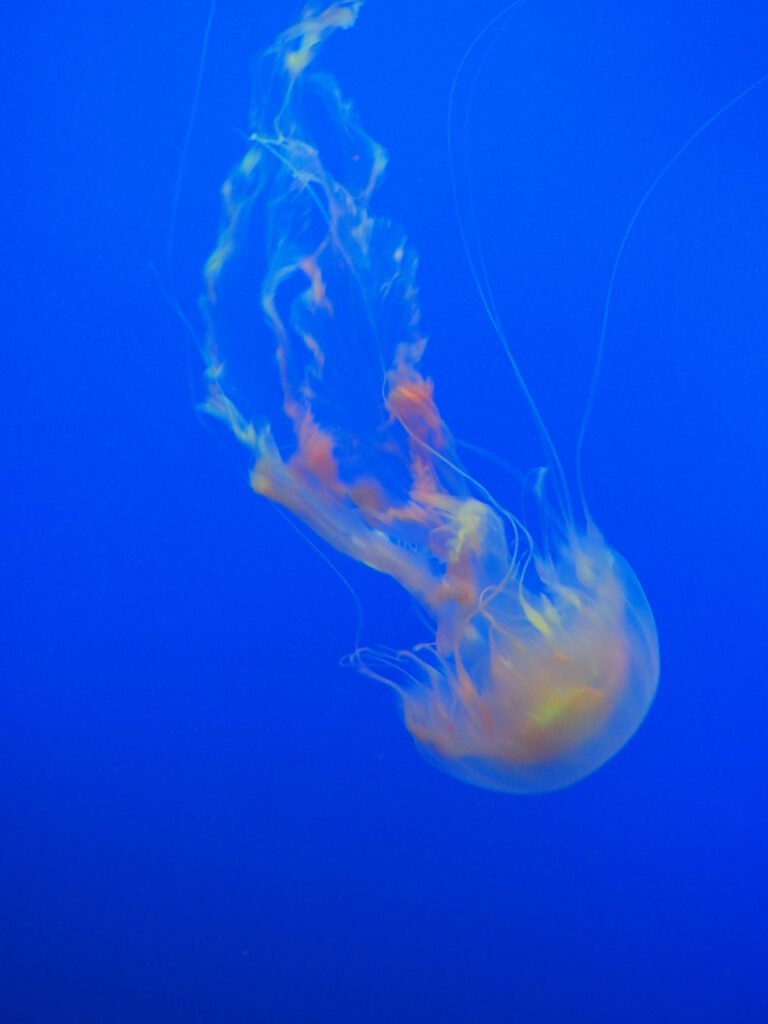 Translucent jellyfish floating in ocean water