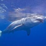 Shark swimming through blue ocean water