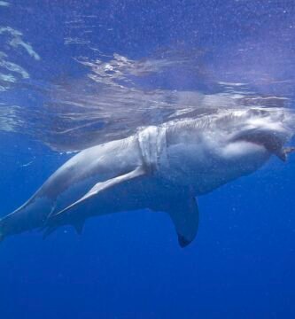 Shark swimming through blue ocean water