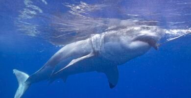 Shark swimming through blue ocean water