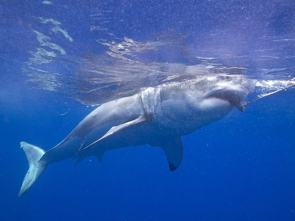 Shark swimming through blue ocean water