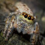 Spider on its web