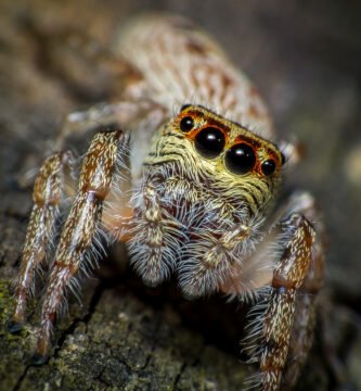 Spider on its web