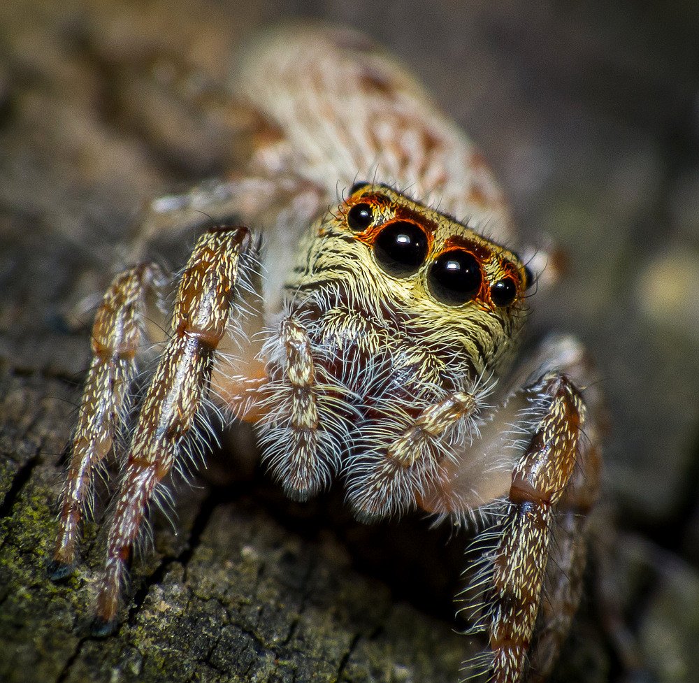 Spider on its web