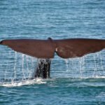 A whale swimming in open ocean water