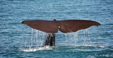 A whale swimming in open ocean water