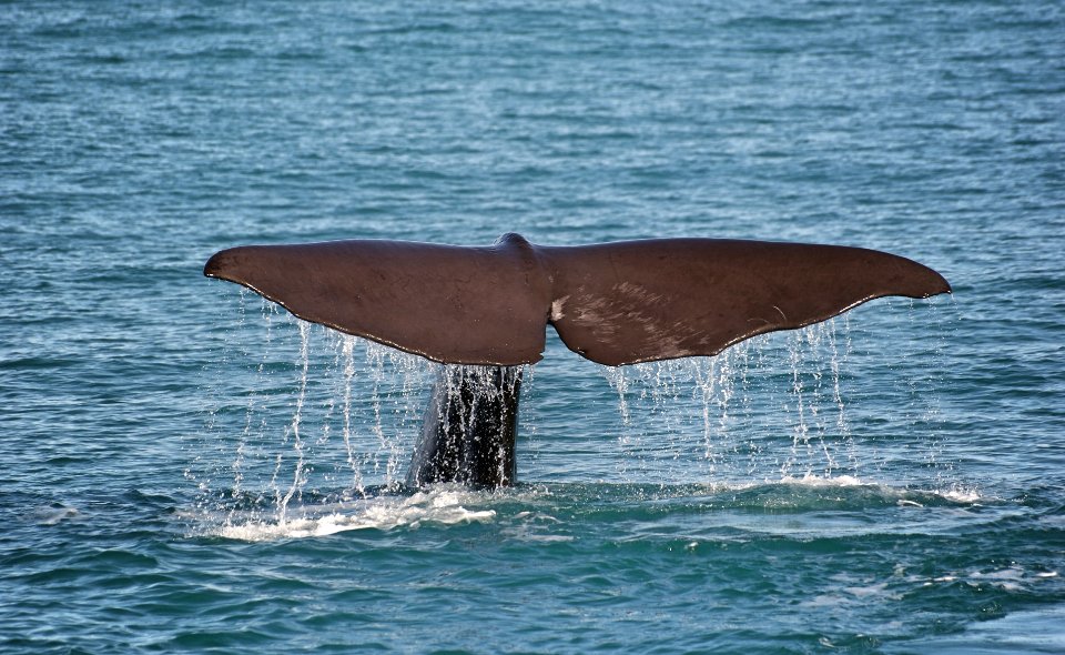 A whale swimming in open ocean water