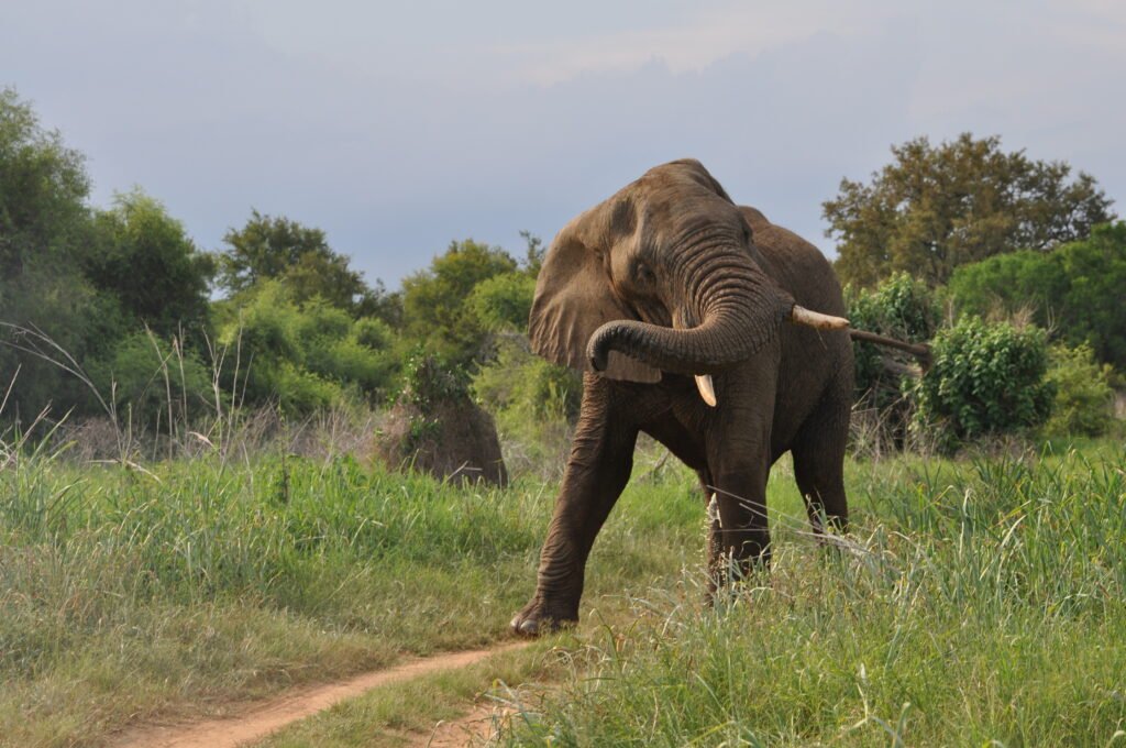 African elephant shaking its trunk in its natural habitat