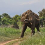 African elephant shaking its trunk in its natural habitat