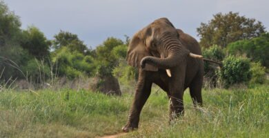 African elephant shaking its trunk in its natural habitat