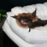 Bat flying at night