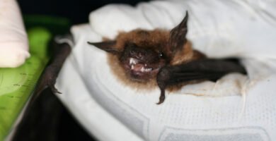 Bat flying at night