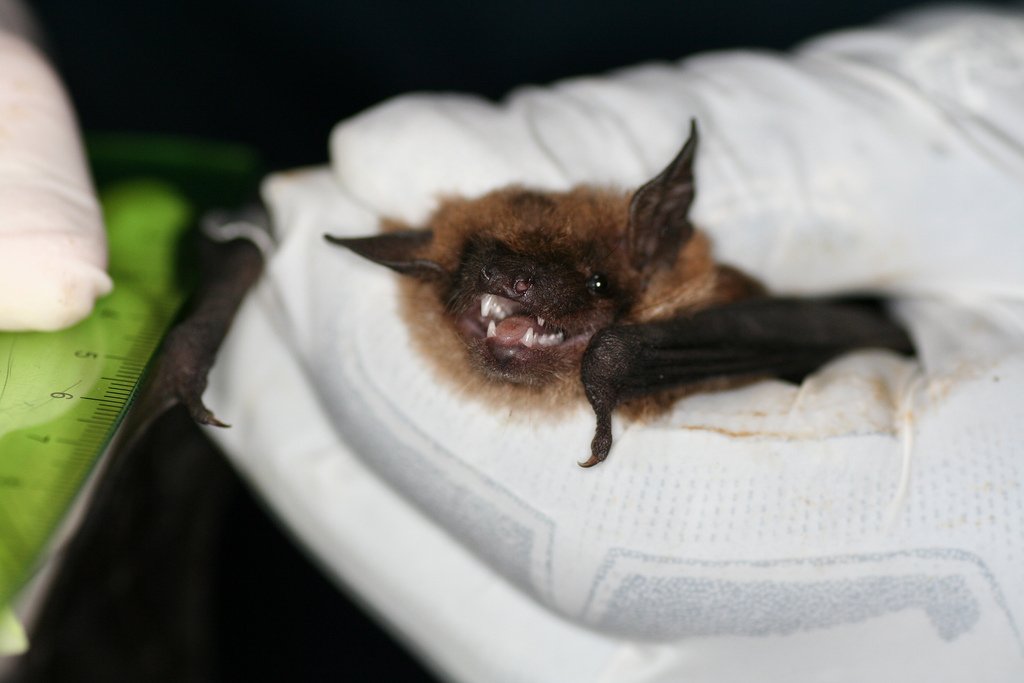Bat flying at night