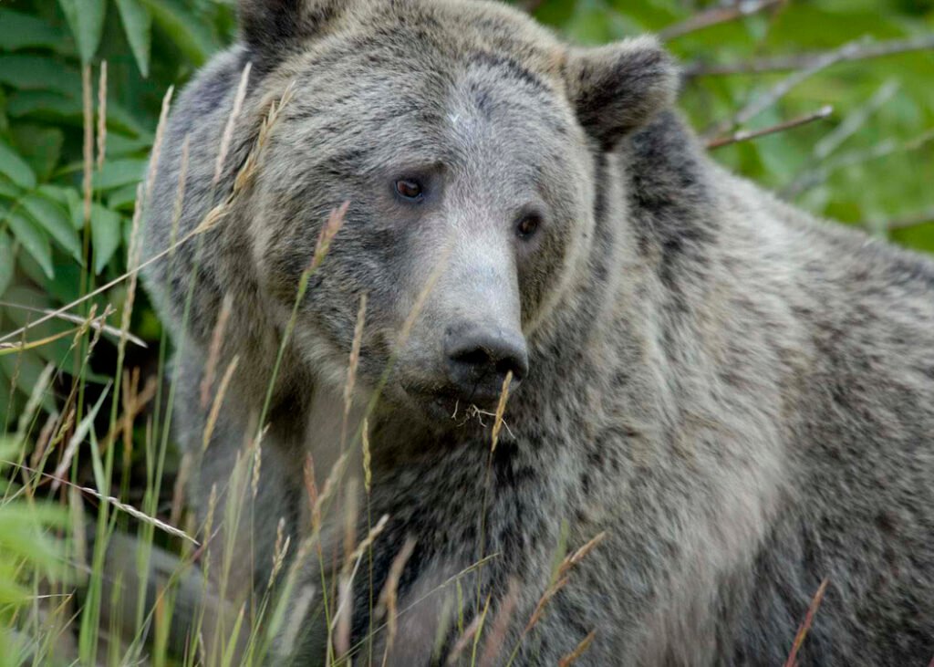 Brown bear in its natural habitat in Yellowstone