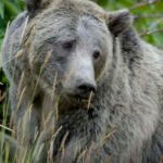 Brown bear in its natural habitat in Yellowstone