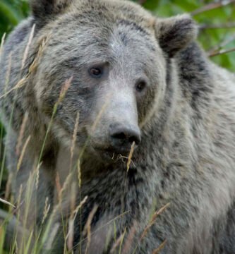 Brown bear in its natural habitat in Yellowstone
