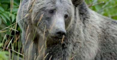 Brown bear in its natural habitat in Yellowstone