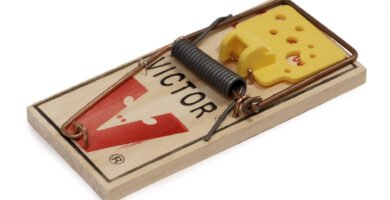 Traditional wooden mouse trap