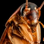 Close-up of a cockroach