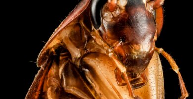 Close-up of a cockroach