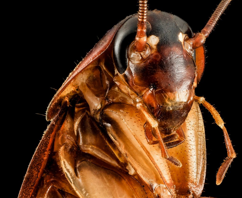 Close-up of a cockroach
