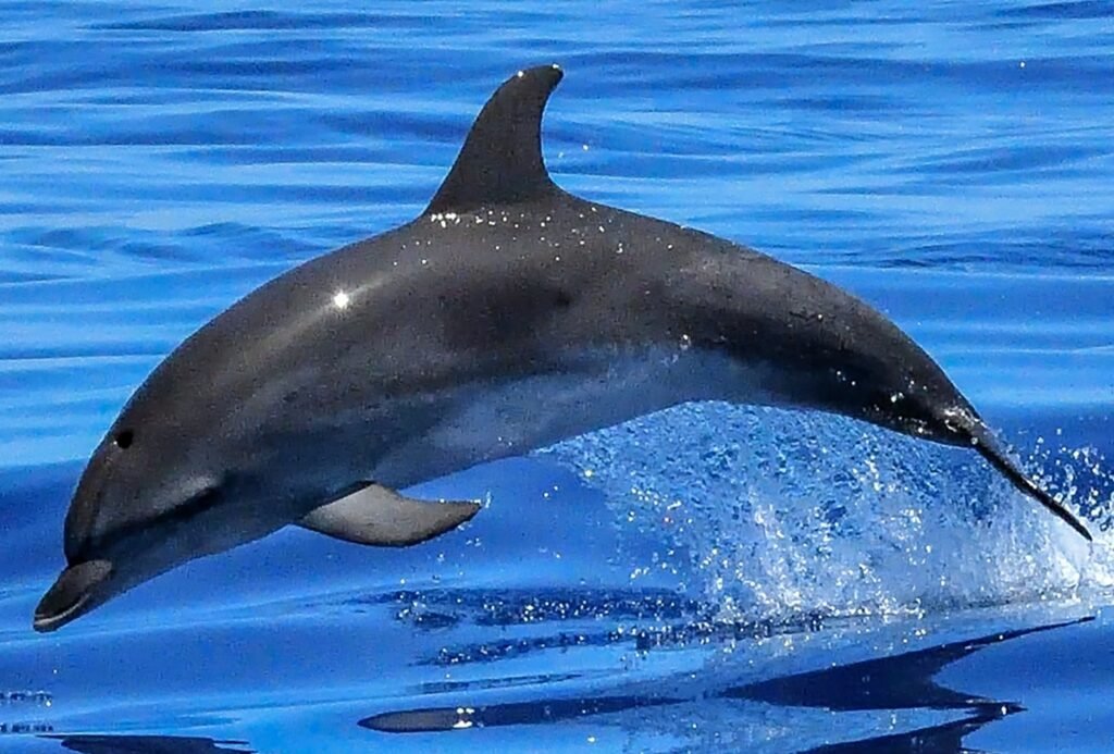Dolphin swimming in the ocean