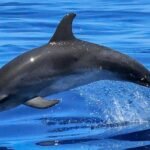 Dolphin swimming in the ocean