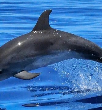 Dolphin swimming in the ocean