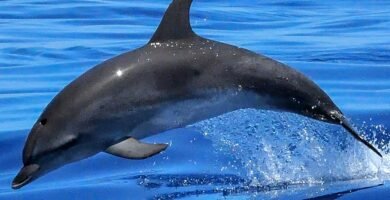 Dolphin swimming in the ocean