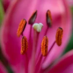 Flower pollen close-up, a common allergy trigger
