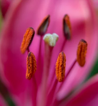 Flower pollen close-up, a common allergy trigger